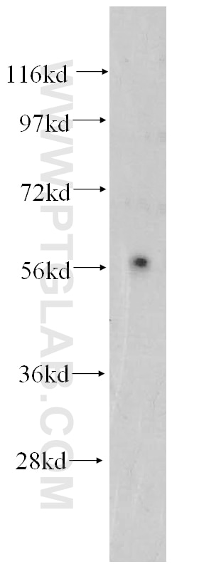 Synaptotagmin-9