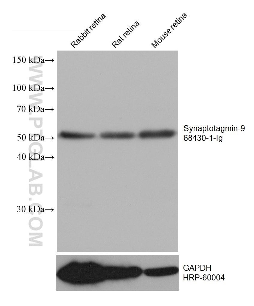 Western Blot (WB) analysis of various lysates using Synaptotagmin-9 Monoclonal antibody (68430-1-Ig)