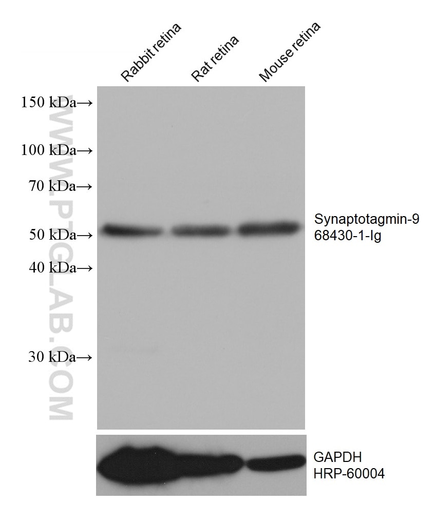 WB analysis using 68430-1-Ig