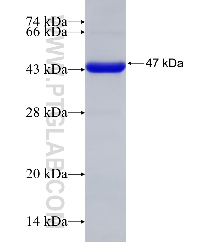 SYT9 fusion protein Ag33194 SDS-PAGE