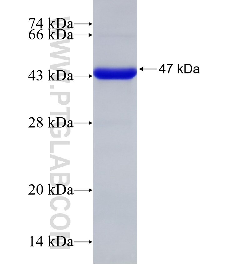 SYT9 fusion protein Ag33194 SDS-PAGE