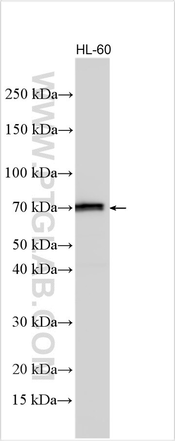 Western Blot (WB) analysis of various lysates using SYTL1 Polyclonal antibody (31834-1-AP)