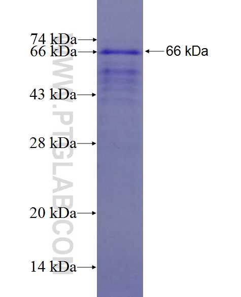 SYTL1 fusion protein Ag27391 SDS-PAGE