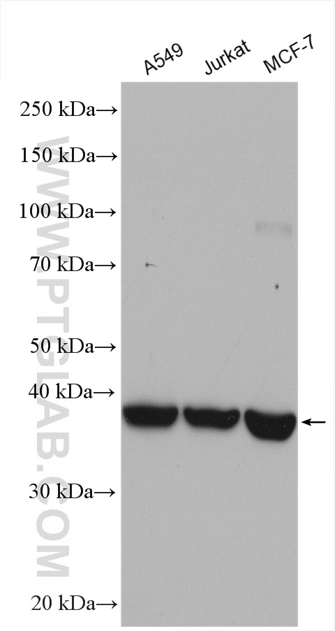 Western Blot (WB) analysis of various lysates using SYTL2 Polyclonal antibody (12359-1-AP)