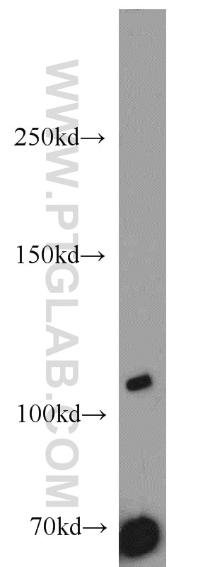 Western Blot (WB) analysis of Jurkat cells using SYTL2 Polyclonal antibody (12359-1-AP)