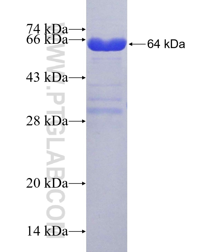 SYTL2 fusion protein Ag3023 SDS-PAGE