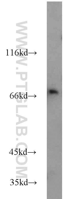 Western Blot (WB) analysis of mouse liver tissue using SYTL3 Polyclonal antibody (22076-1-AP)