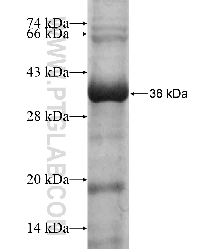 SYTL3 fusion protein Ag17219 SDS-PAGE