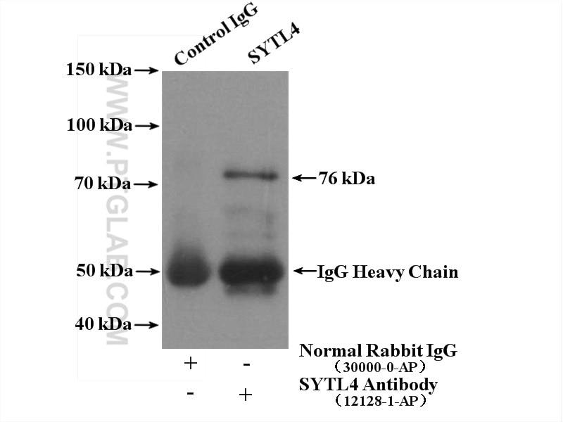 Immunoprecipitation (IP) experiment of HEK-293 cells using SYTL4 Polyclonal antibody (12128-1-AP)