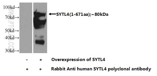 SYTL4 Polyclonal antibody