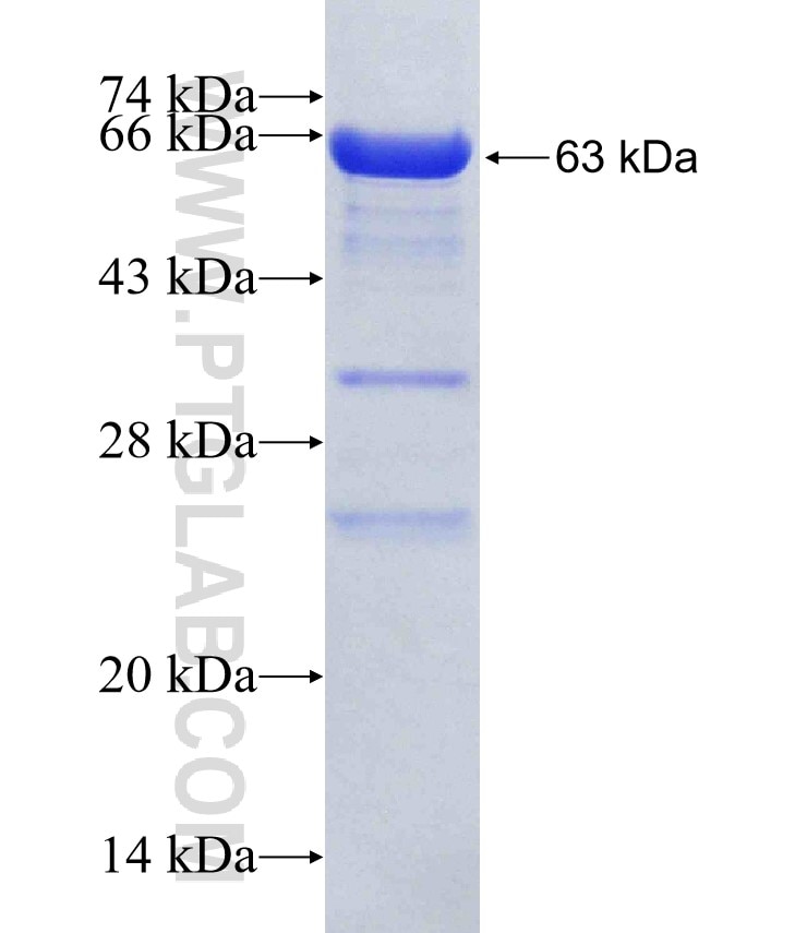 SYTL4 fusion protein Ag2772 SDS-PAGE