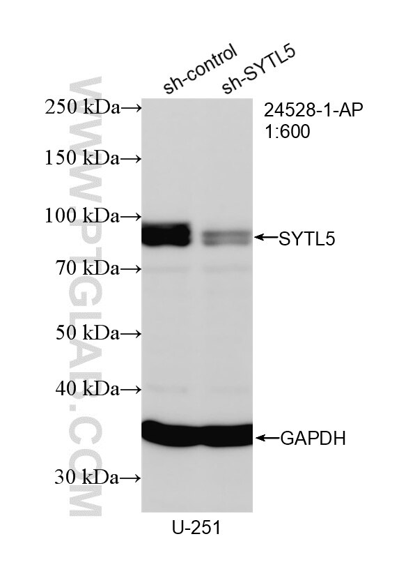 Western Blot (WB) analysis of U-251 cells using SYTL5 Polyclonal antibody (24528-1-AP)