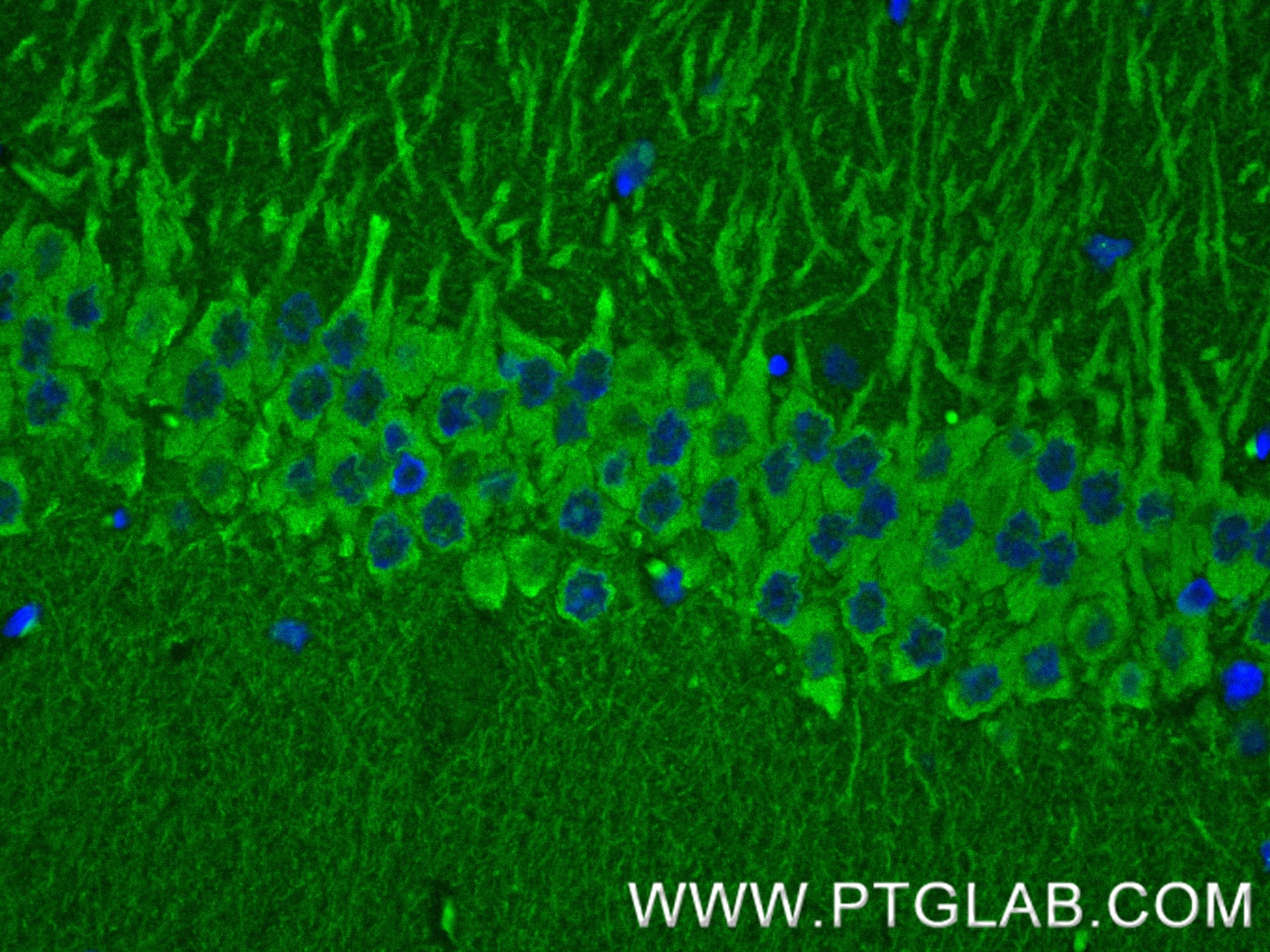 Immunofluorescence (IF) / fluorescent staining of rat brain tissue using SYTL5 Recombinant antibody (85108-5-RR)