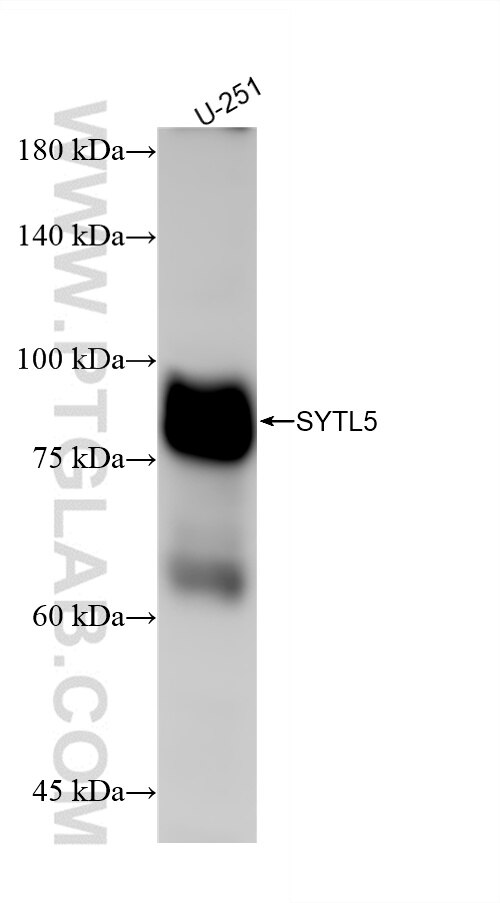Western Blot (WB) analysis of U-251 cells using SYTL5 Recombinant antibody (85108-5-RR)