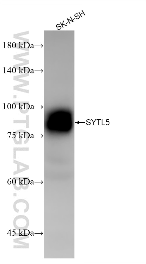 Western Blot (WB) analysis of SK-N-SH cells using SYTL5 Recombinant antibody (85108-5-RR)