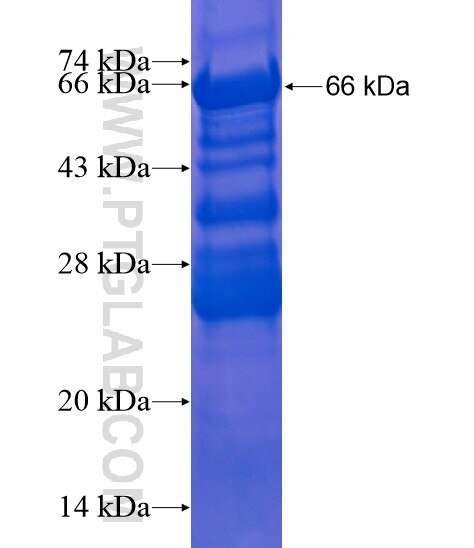 SYTL5 fusion protein Ag21698 SDS-PAGE