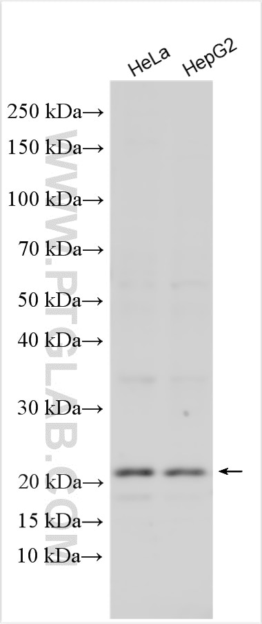 Western Blot (WB) analysis of various lysates using SZRD1 Polyclonal antibody (24844-1-AP)