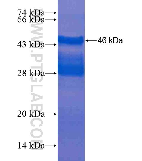 SZRD1 fusion protein Ag20507 SDS-PAGE