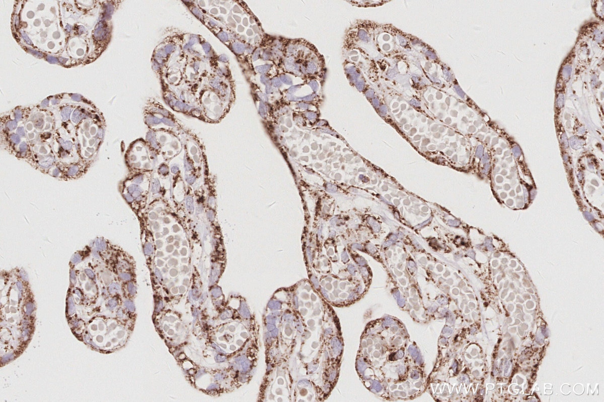Immunohistochemistry (IHC) staining of human placenta tissue using Sam50 Polyclonal antibody (28679-1-AP)