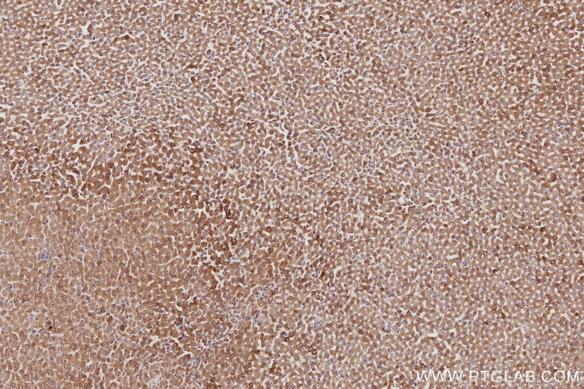 Immunohistochemistry (IHC) staining of rat adrenal gland tissue using Sam50 Polyclonal antibody (28679-1-AP)