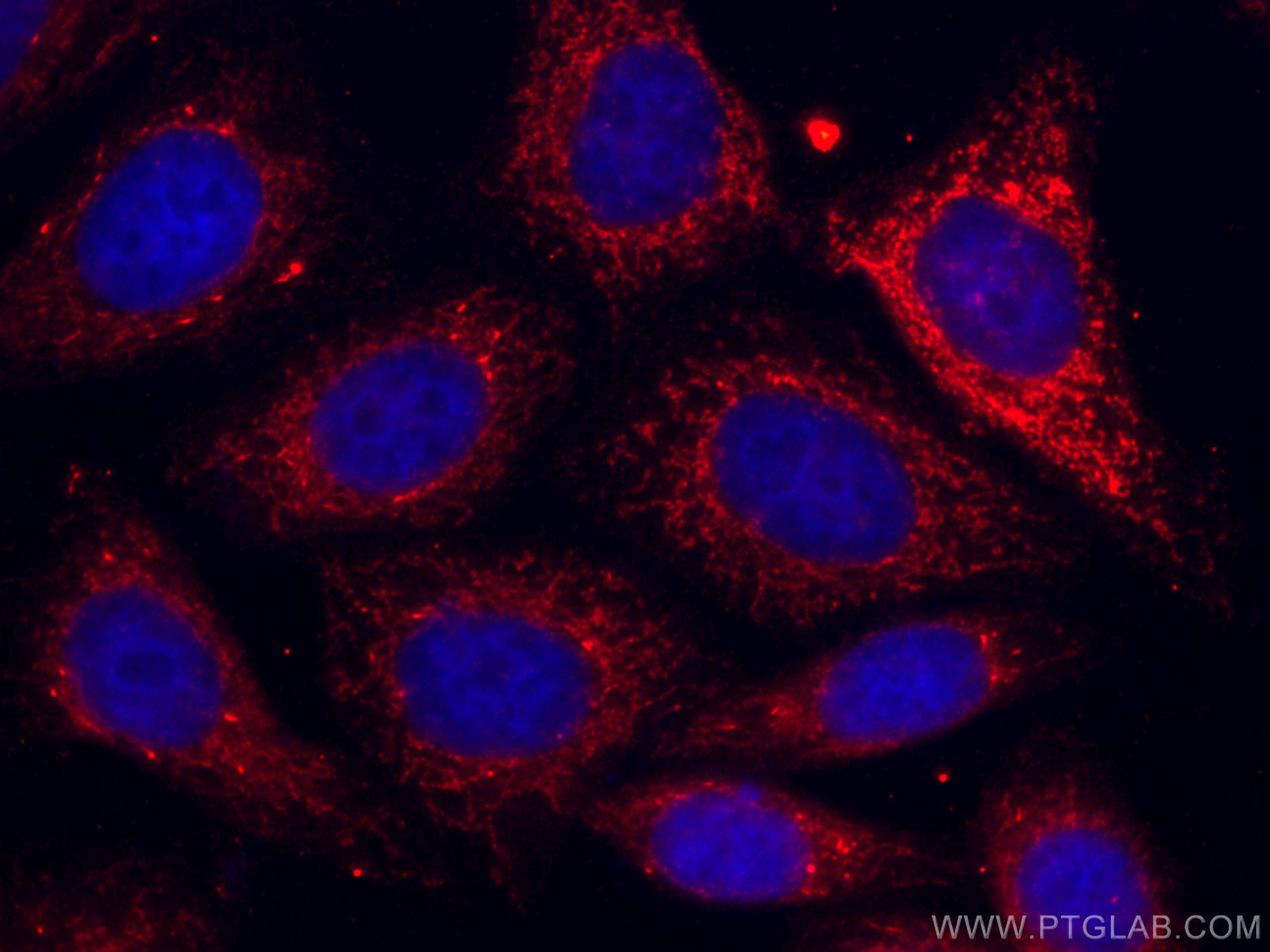 Immunofluorescence (IF) / fluorescent staining of HepG2 cells using CoraLite®594-conjugated Sam50 Monoclonal antibody (CL594-67425)