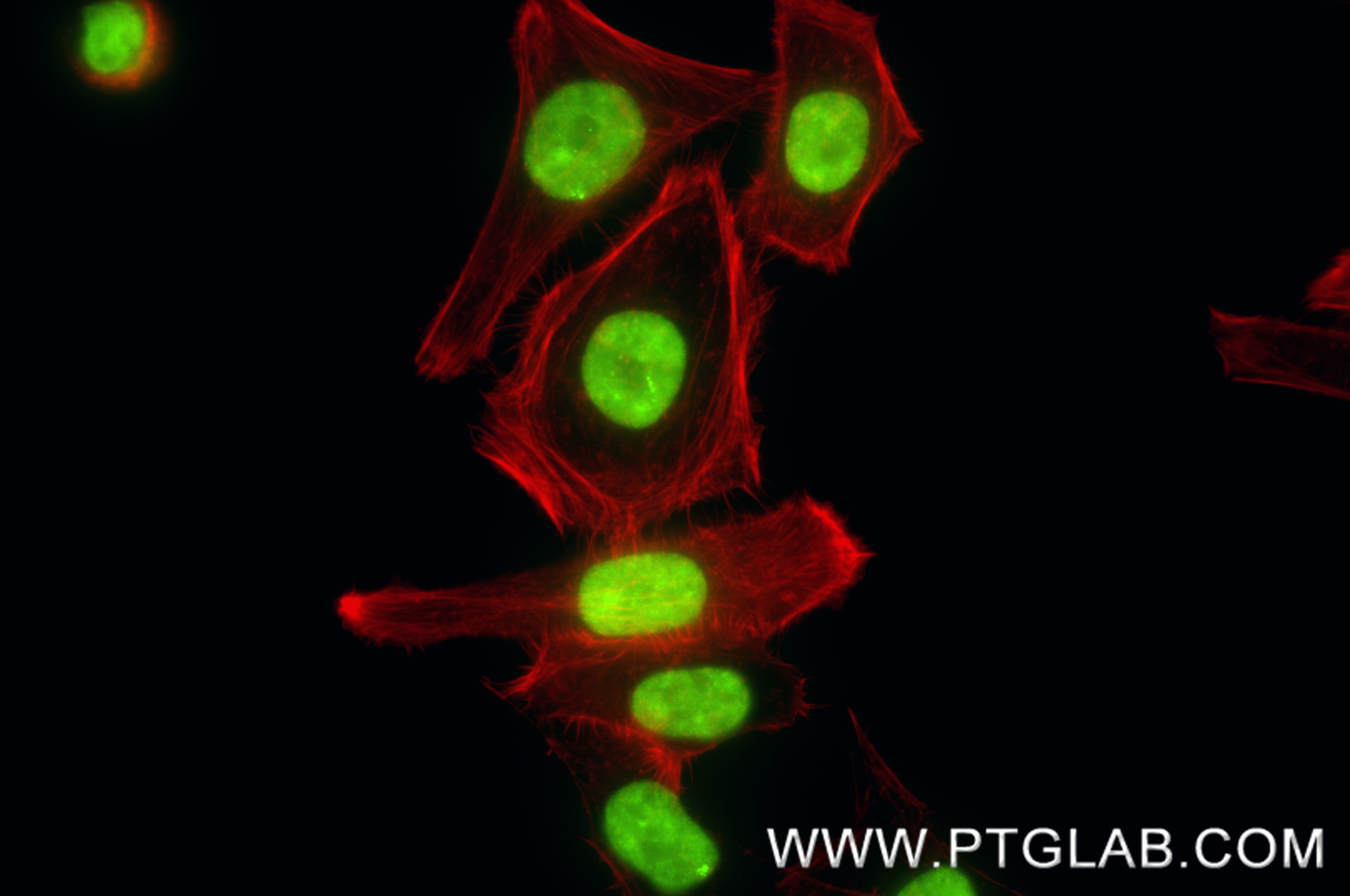 Immunofluorescence (IF) / fluorescent staining of HepG2 cells using Sam68 Recombinant monoclonal antibody (88301-1-RR)