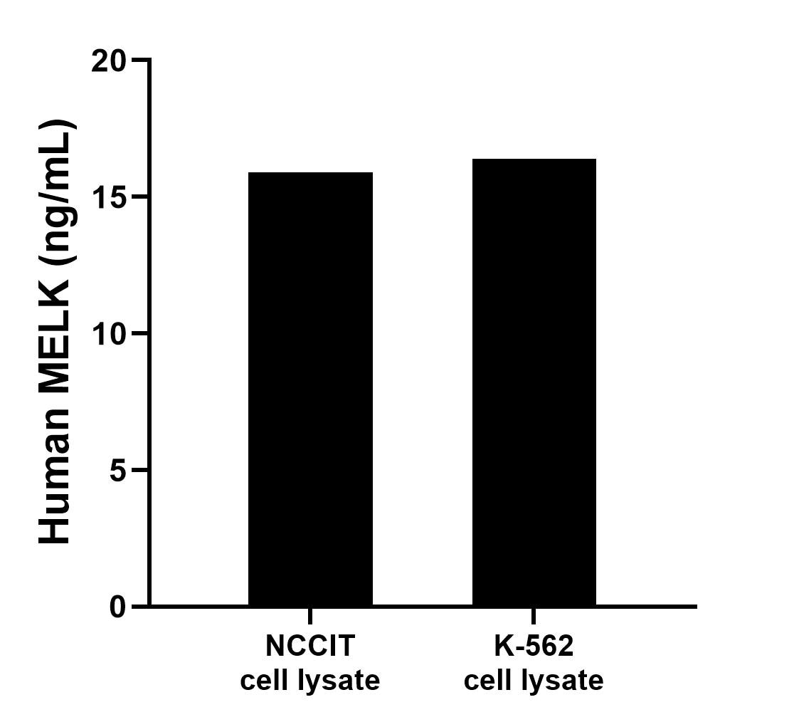 MELK antibody (82893-6-PBS) | Proteintech