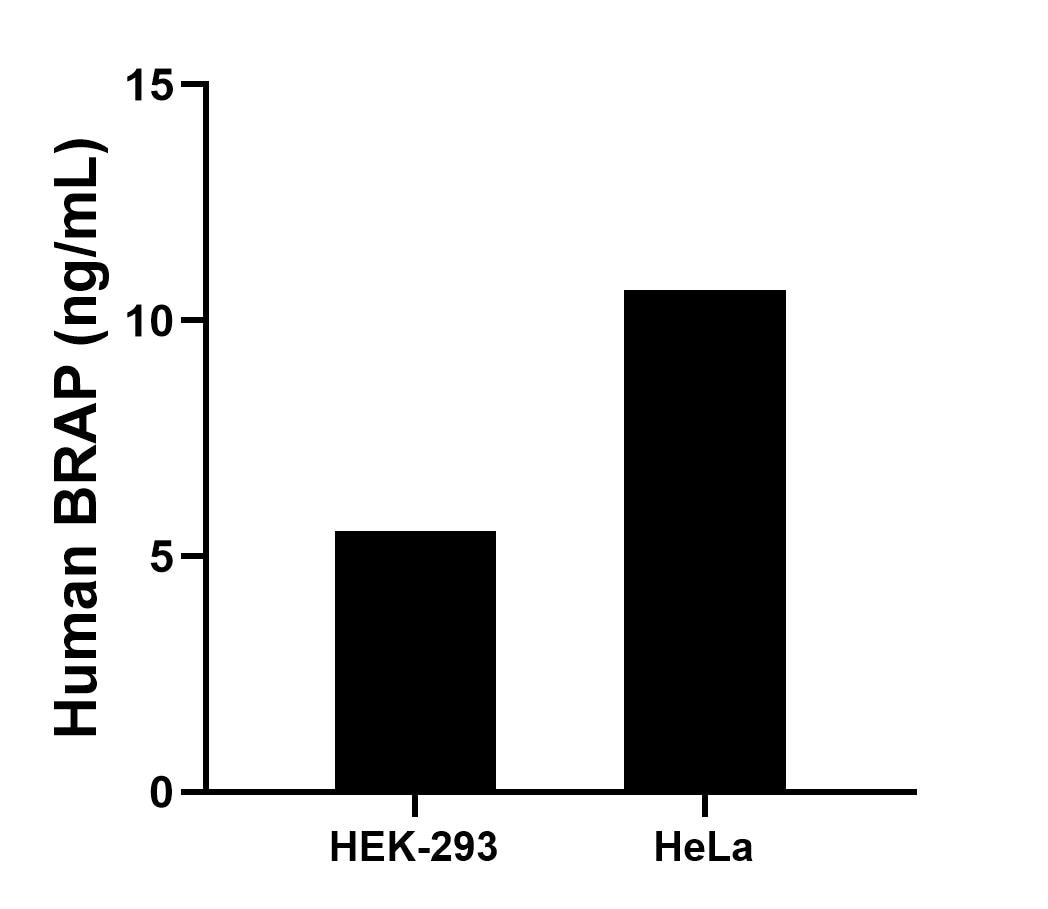 BRAP Recombinant Matched Antibody Pair, PBS Only antibody (MP00338-4 ...