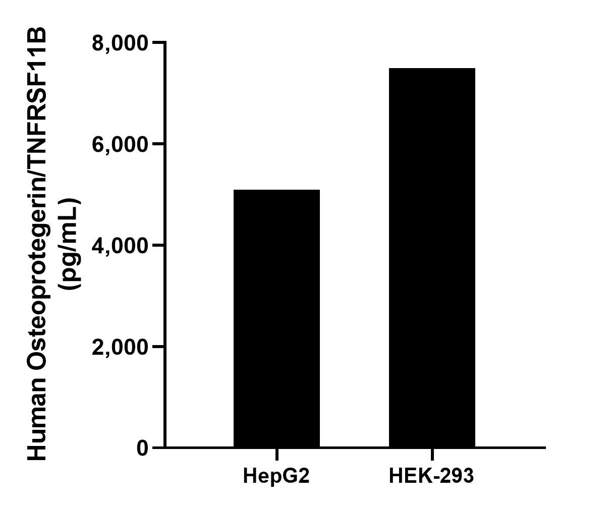 The mean Osteoprotegerin/TNFRSF11B concentration was determined to be 5,099.7 pg/mL in HepG2 cell extract based on a 2.0 mg/mL extract load and 7,496.0 pg/mL in HEK-293 cell extract based on a 1.5 mg/mL extract load. 
