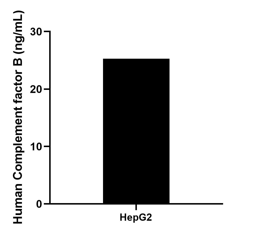 The mean Complement factor B concentration was determined to be 25.3 ng/mL in HepG2 cell extract based on a 1.8 mg/mL extract load.