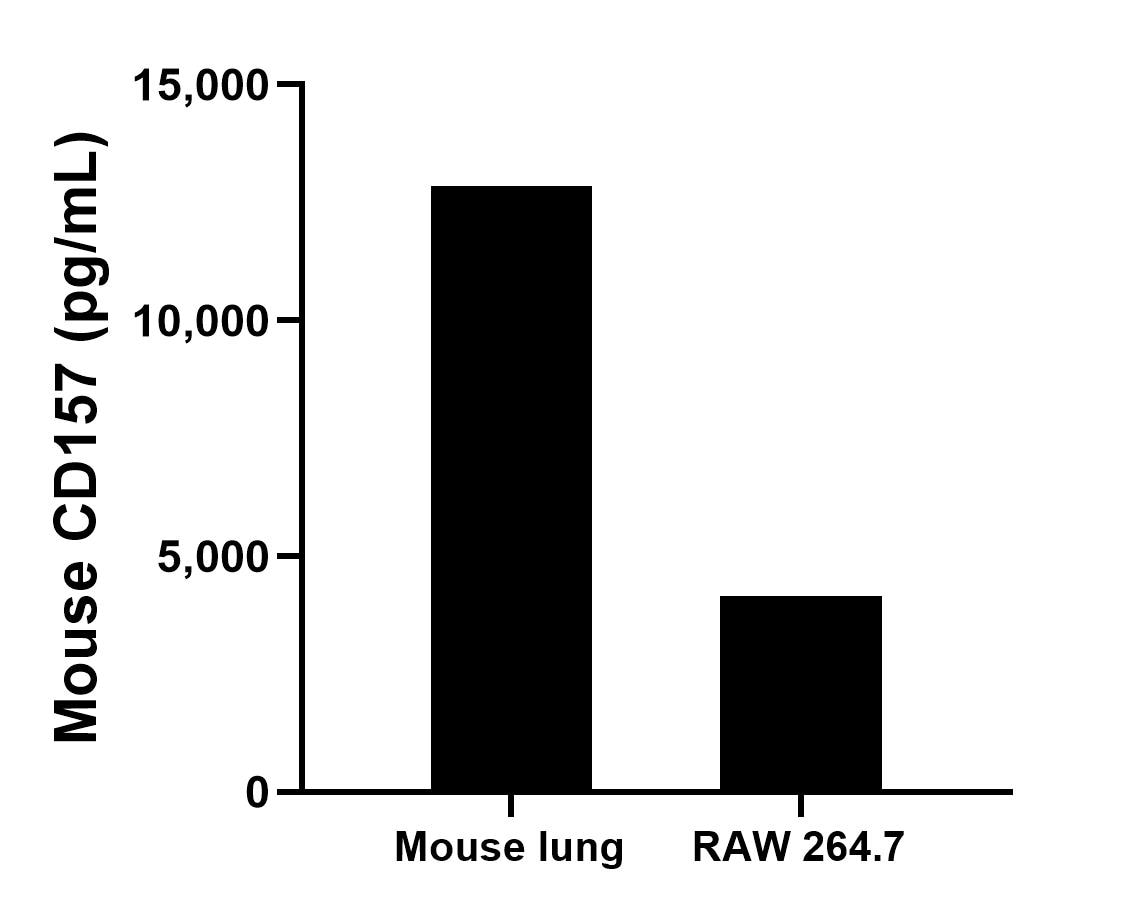 The mean CD157 concentration was determined to be 12,854.1 pg/mL in mouse lung cell extract based on a 1.6 mg/mL extract load and 4,152.4 pg/mL in RAW 264.7 cell extract based on a 4.8 mg/mL extract load. 
