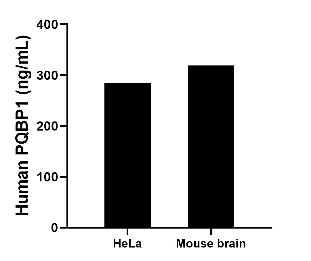 The mean PQBP1 concentration was determined to be 284.3 ng/mL in HeLa cell extract based on a 1.2 mg/mL extract load, 319.2 ng/mL in mouse brain tissue extract based on a 7.0 mg/mL extract load.