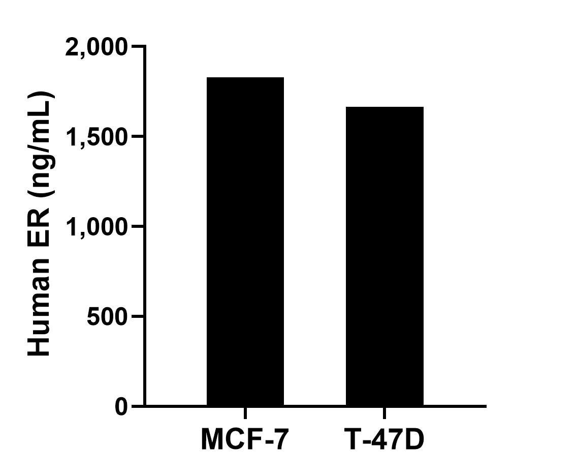 The mean ER concentration was determined to be 1,828.0 pg/mL in MCF-7 cell extract based on a 1.3 mg/mL extract load and 1,662.9 pg/mL in T-47D cell extract based on a 1.2 mg/mL extract load. 