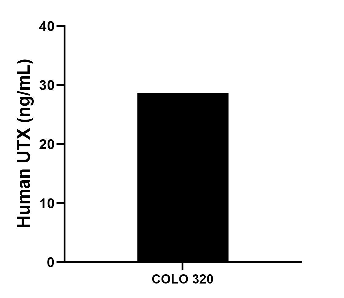 The mean UTX concentration was determined to be 28.72 ng/mL in COLO 320 cell extract based on a 1.4 mg/mL extract load.