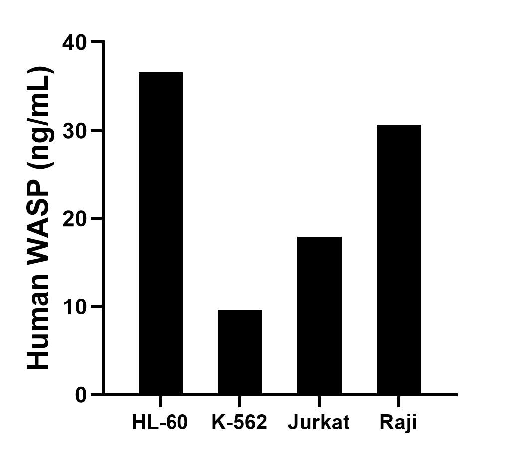 The mean WASP concentration was determined to be 36.6 ng/mL in HL-60 cell extract based on a 1.4 mg/mL extract load, 9.6 ng/mL in K-562 cell extract based on a 2.4 mg/mL extract load, 17.9 ng/mL in Jurkat cell extract based on a 1.5 mg/mL extract load and 30.7 ng/mL in Raji cell extract based on a 1.4 mg/mL extract load.
