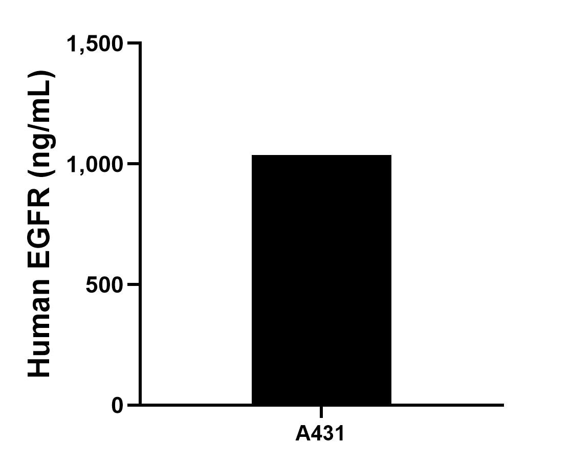 A431 cells were cultured in DMEM supplemented with 10% fetal bovine serum, 2.5 mM L-glutamine, 100 U/mL penicillin, and 100 μg/mL streptomycin sulfate. An aliquot of the cell culture supernate was removed, assayed for human EGFR, and measured 1,036.46 ng/mL.