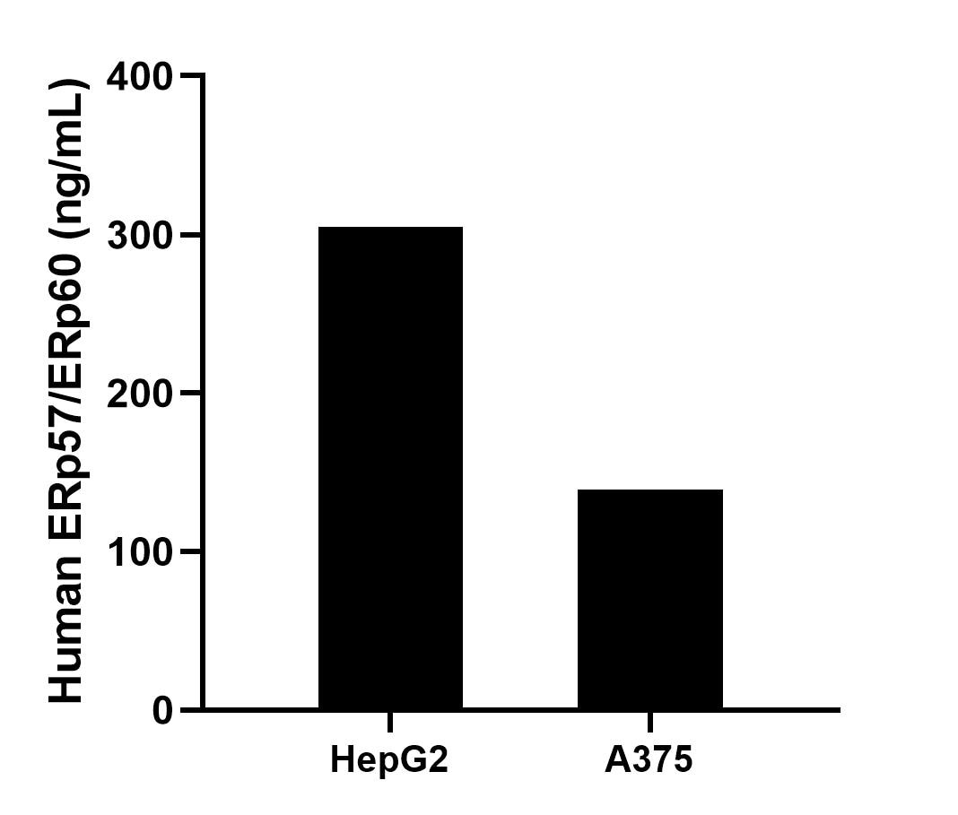 The mean ERp57/ERp60 concentration was determined to be 305.14 ng/mL in HepG2 cell extract based on a 1.00 mg/mL extract load and 139.27 ng/mL in A375 cell extract based on a 1.80 mg/mL extract load. 
