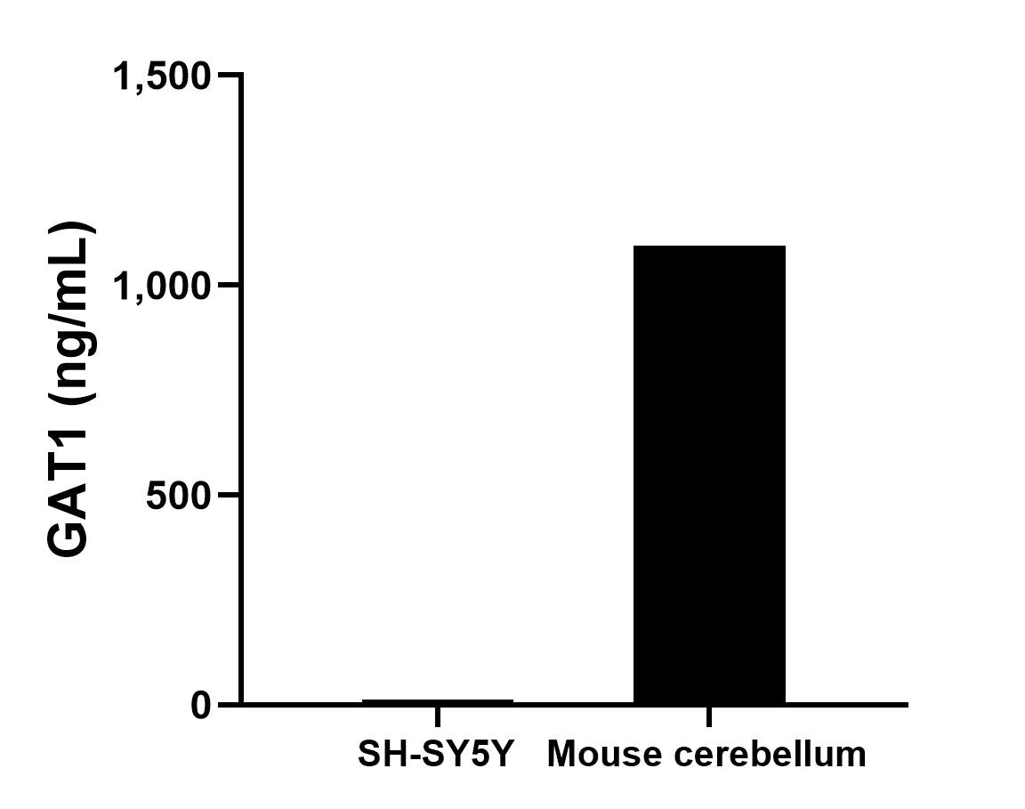 The mean GAT1 concentration was determined to be 12.15 ng/mL in SH-SY5Y cell extract based on a 1.40 mg/mL extract load and 1,095.09 ng/mL in mouse cerebellum tissue extract based on a 6.00 mg/mL extract load. 