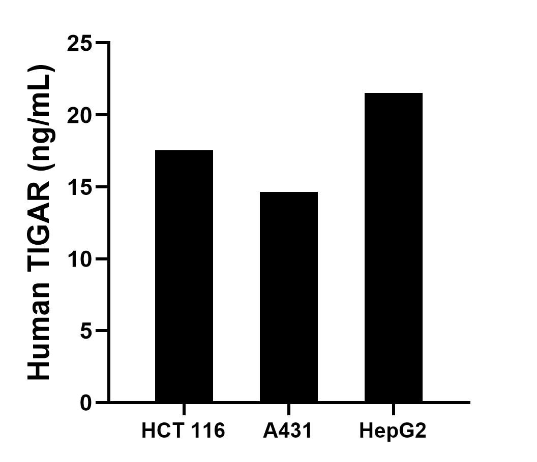 The mean TIGAR concentration was determined to be 17.53 ng/mL in HCT 116 cell extract based on a 1.40 mg/mL extract load, 14.64 ng/mL in A431 cell extract based on a 1.30 mg/mL extract load and 21.52 ng/mL in HepG2 cell extract based on a 1.00 mg/mL extract load.