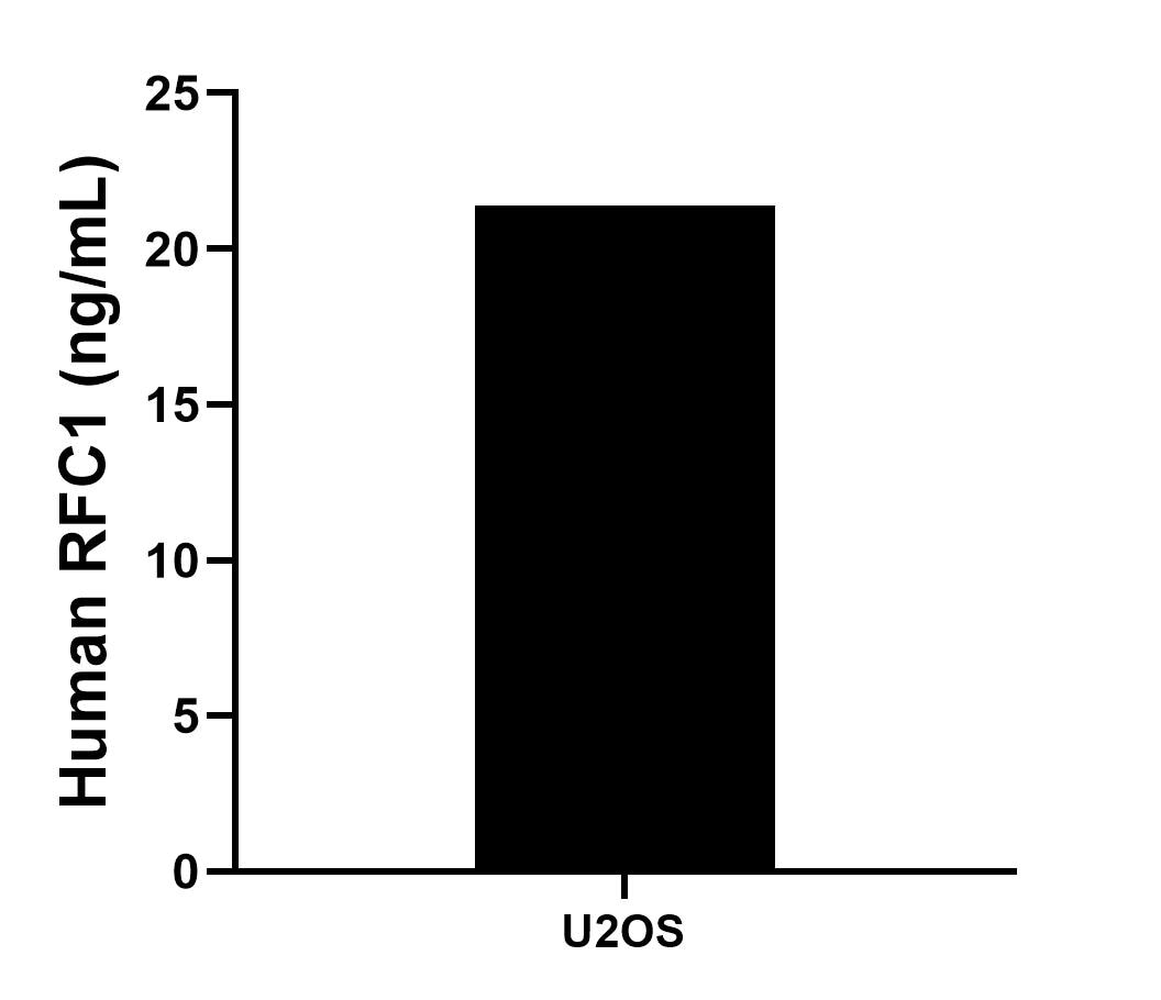 The mean RFC1 concentration was determined to be 21.39 ng/mL in U2OS cell extract based on a 3.50 mg/mL extract load.