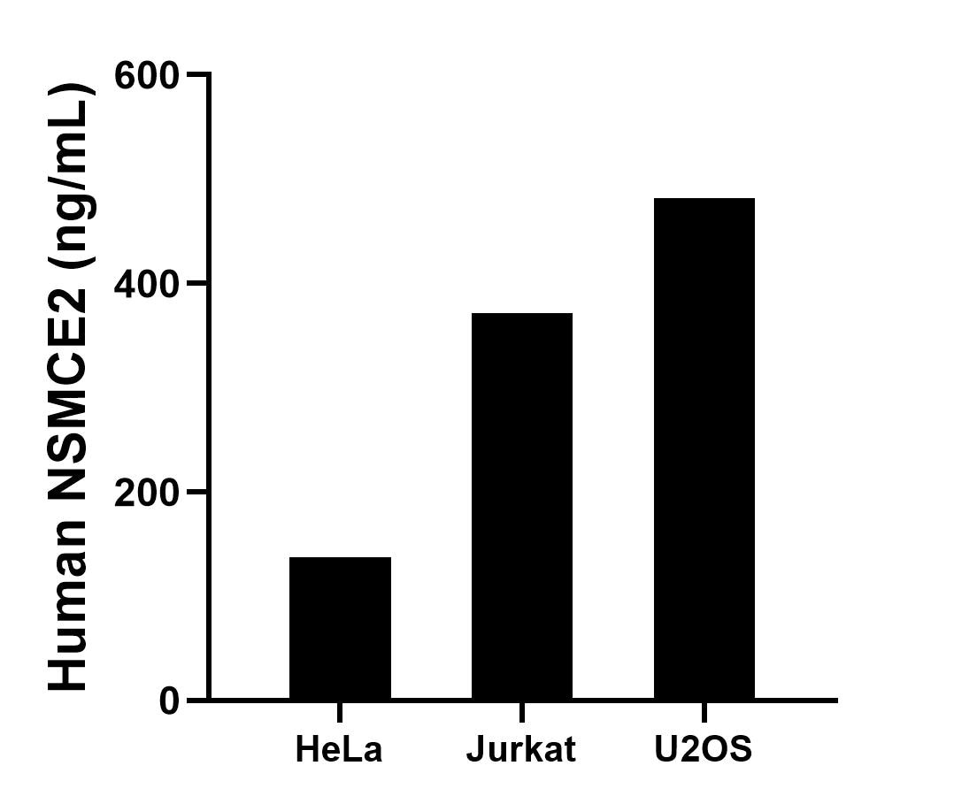 The mean NSMCE2 concentration was determined to be 137.24 ng/mL in HeLa cell extract based on a 1.50 mg/mL extract load, 371.47 ng/mL in Jurkat cell extract based on a 1.90 mg/mL extract load and 481.66 ng/mL in U2OS cell extract based on a 3.50 mg/mL extract load.