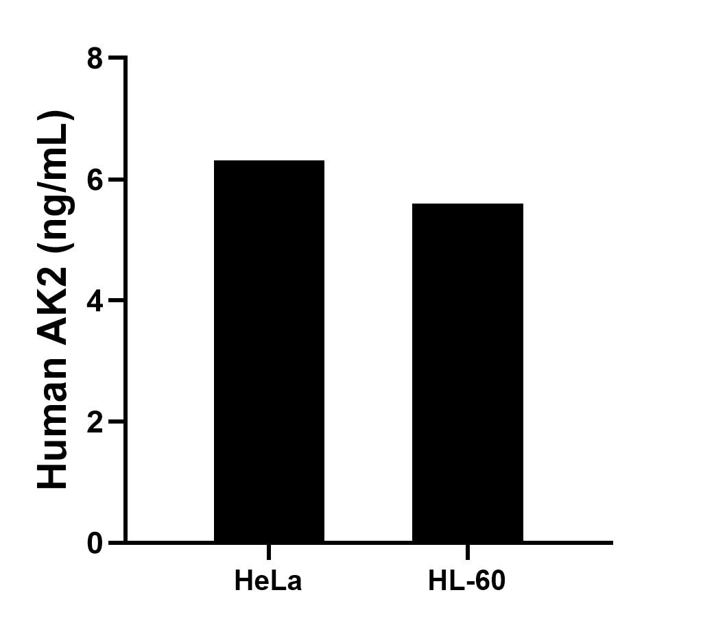 The mean AK2 concentration was determined to be 6.31 ng/mL in HeLa cell extract based on a 2.10 mg/mL extract load and 5.60 ng/mL in HL-60 cell extract based on a 1.50 mg/mL extract load. 