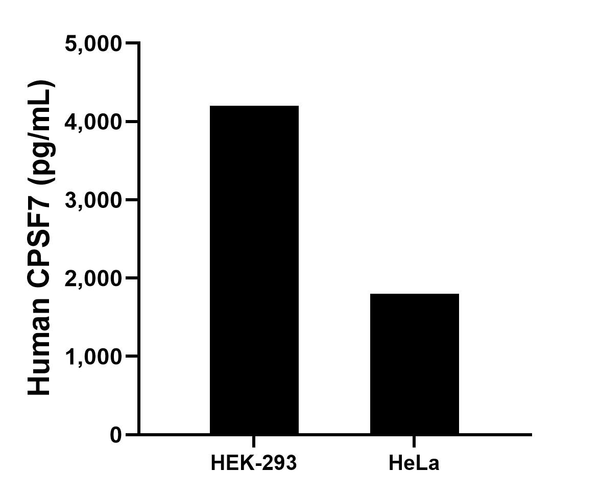 The mean CPSF7 concentration was determined to be 4,199.1 pg/mL in HEK-293 cell extract based on a 2.7 mg/mL extract load and 1,800.3 pg/mL in HeLa cell extract based on a 1.5 mg/mL extract load.	