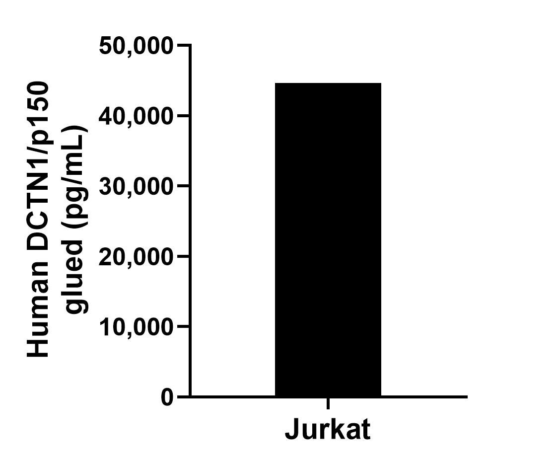 The mean DCTN1/p150 glued concentration was determined to be 44,659.4 pg/mL in Jurkat cell extract based on a 3.1 mg/mL extract load.