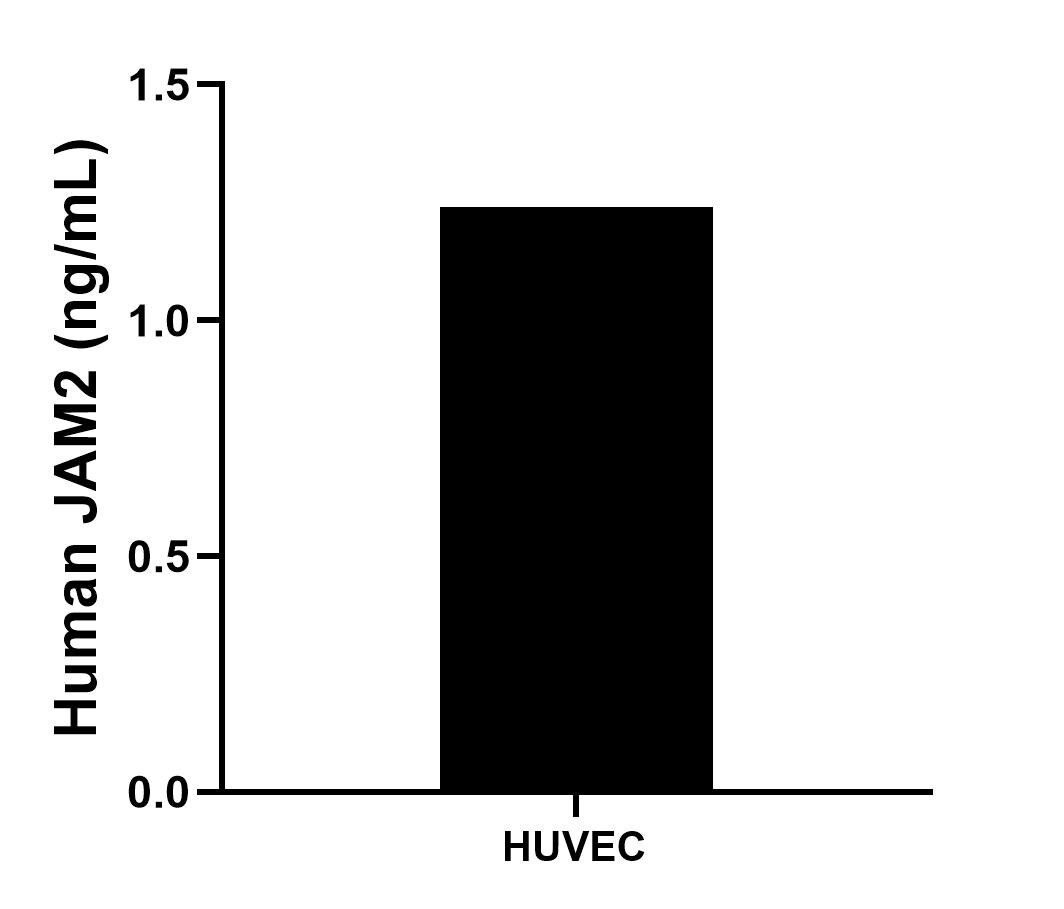 The mean JAM2 concentration was determined to be 1.2 ng/mL in HUVEC cell extract based on a 1.4 mg/mL extract load.