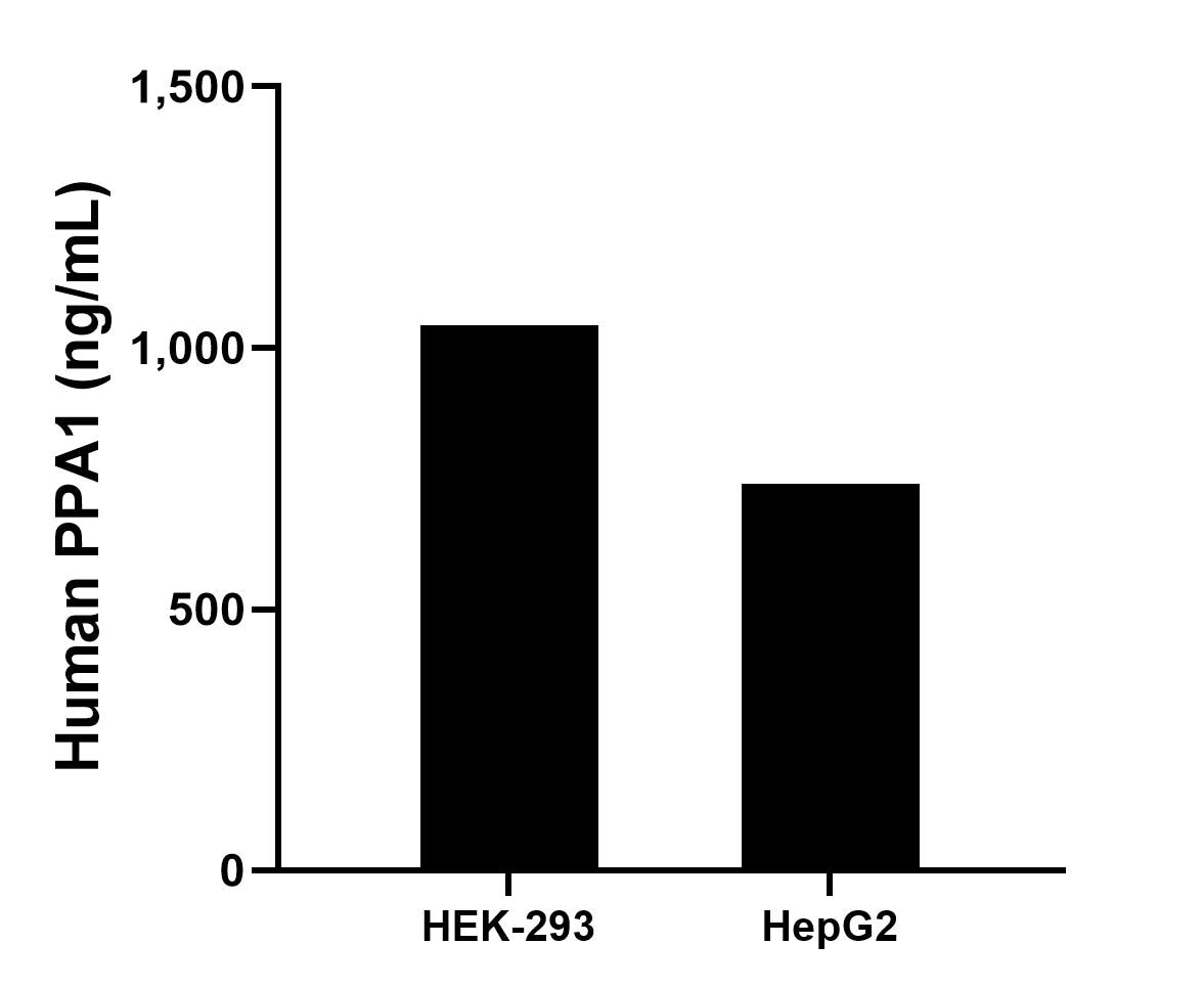 The mean PPA1 concentration was determined to be 1,041.72 ng/mL in HEK-293 cell extract based on a 2.2 mg/mL extract load and 739.41 ng/mL in HepG2 cell extract based on a 1.8 mg/mL extract load.	