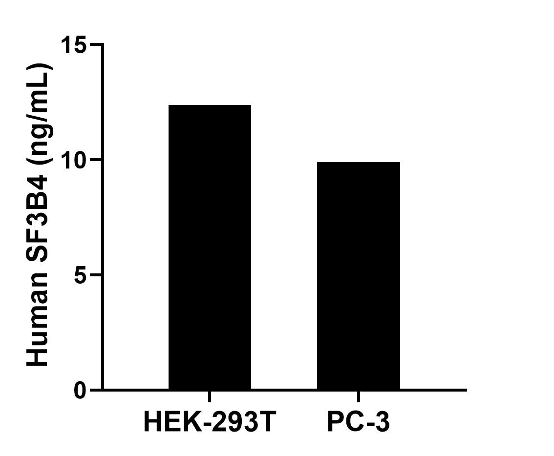 The mean SF3B4 concentration was determined to be 12.37 ng/mL in HEK-293T cell extract based on a 2.80 mg/mL extract load and 9.89 ng/mL in PC-3 cell extract based on a 2.50 mg/mL extract load. 
