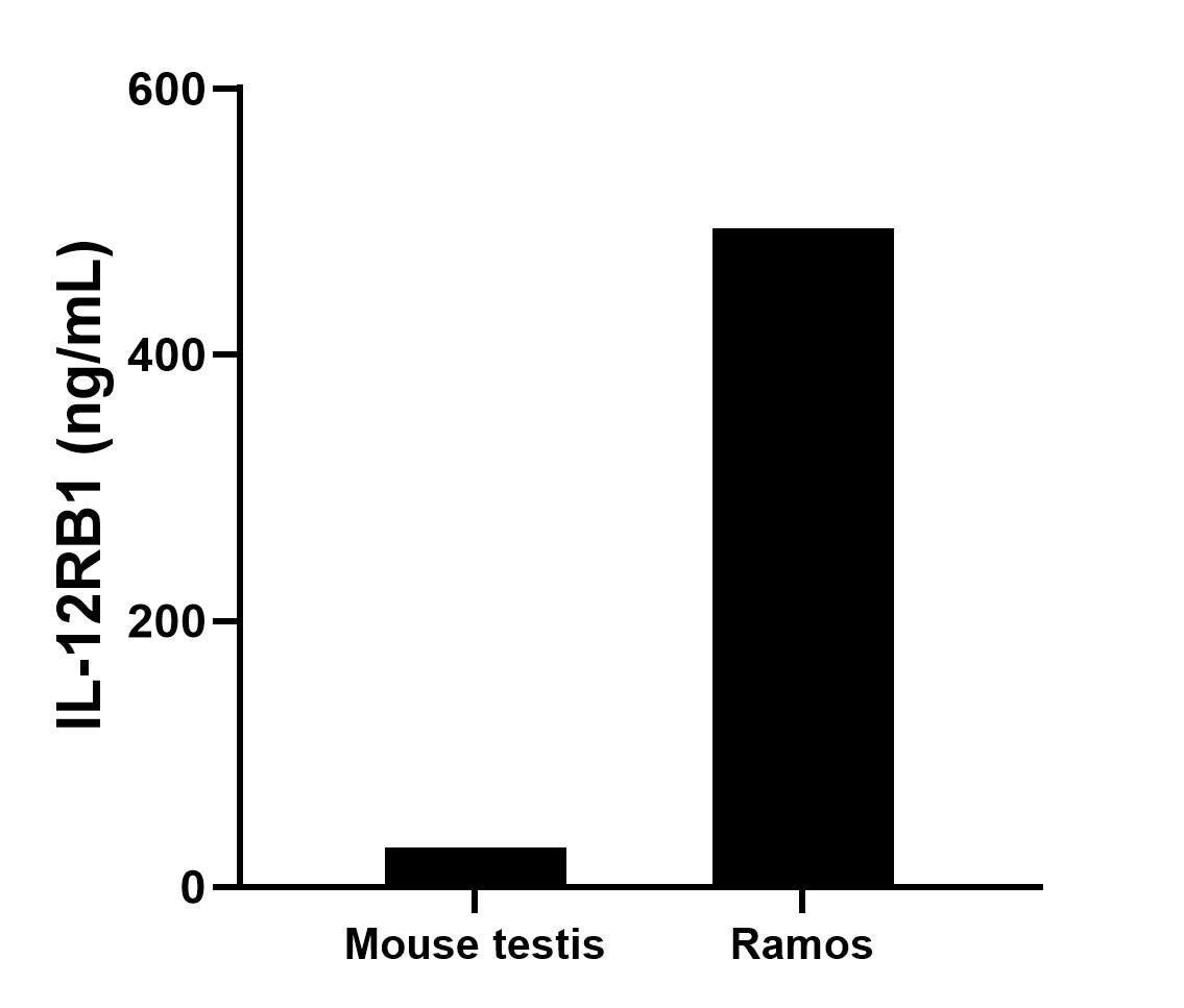 The mean IL-12RB1 concentration was determined to be 29.82 ng/mL in mouse testis tissue extract based on a 1.1 mg/mL extract load and 495.17 ng/mL in Ramos cell extract based on a 1.4 mg/mL extract load.	