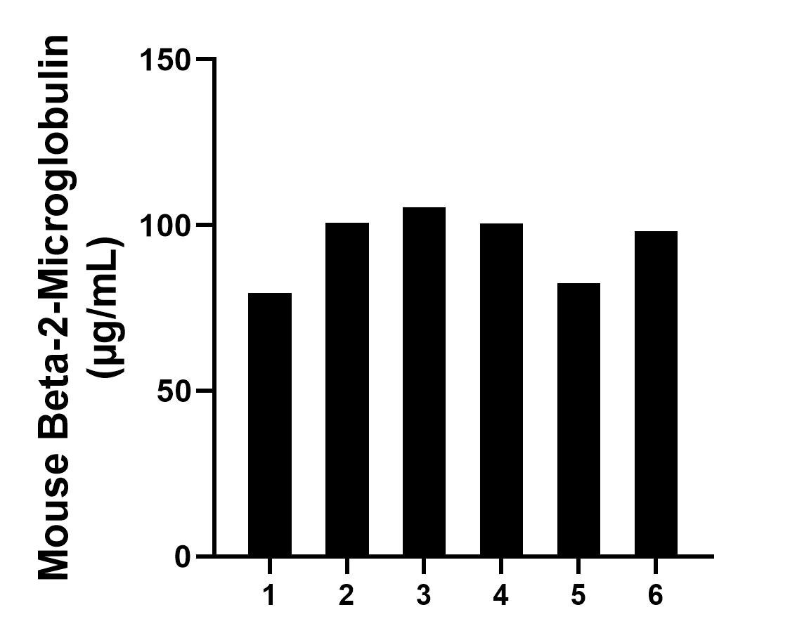 Serum of six mice was measured. The mouse Beta-2-Microglobulin concentration of detected samples was determined to be 94.41 µg/mL with a range of 79.57 - 105.38 µg/mL.