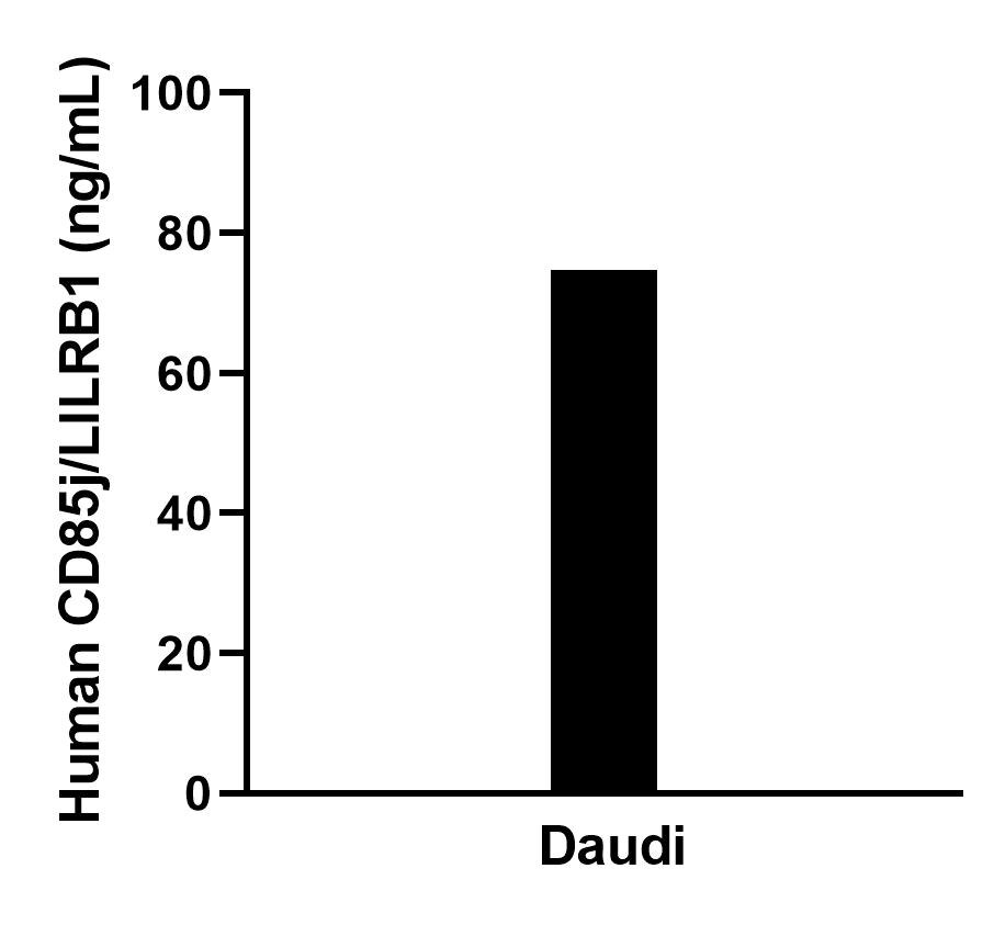 The mean CD85j / LILRB1 concentration was determined to be 75.7 ng/mL in Daudi cell extract based on a 1.5 mg/mL extract load.